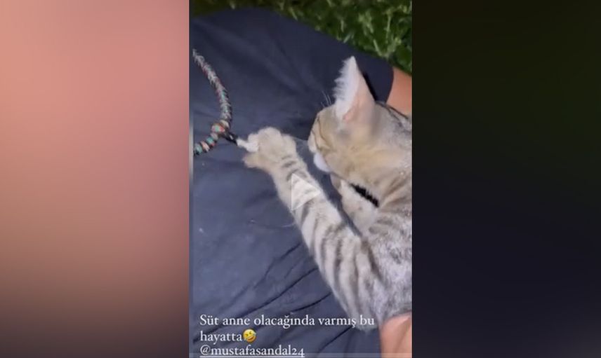 Mustafa Sandal'dan eğlenceli dakikalar! Kedisinin kedisine yaptıklarını yayınladı: 'Süt anne olacağın da varmış bu hayatta'