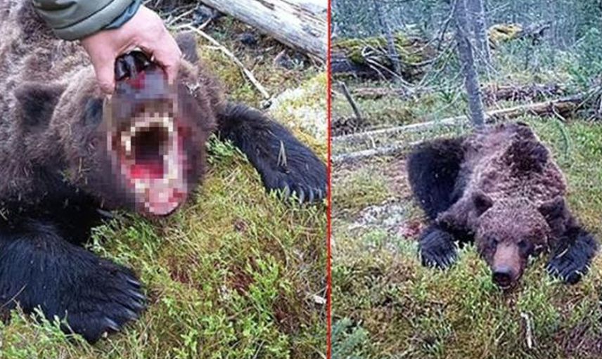 ‘İnsan Yiyen Canavar Ayı’ Küçük Çocuğu Parçalara Ayırıp Yedi