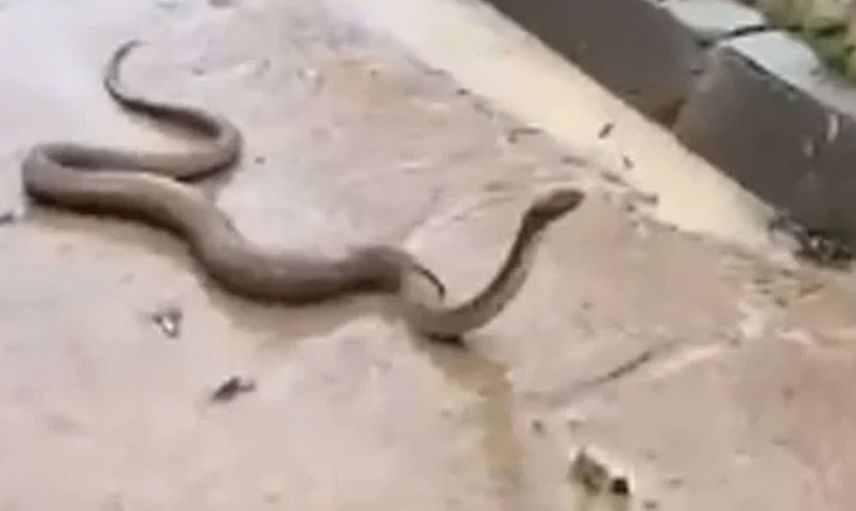 Sel sonrası yılan görüldü