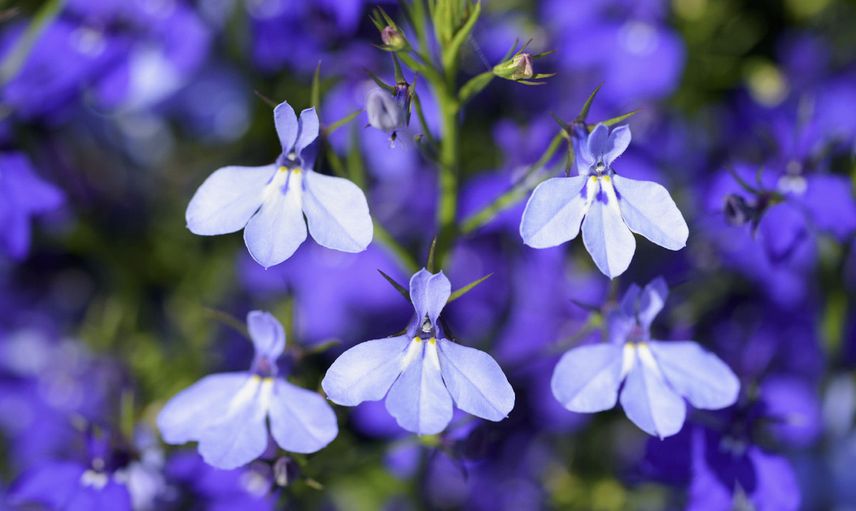 Lobelia lobelia