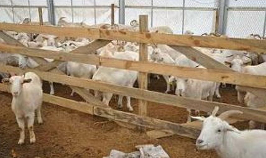 Güvenlik kameralarına takılan ilginç görüntüler