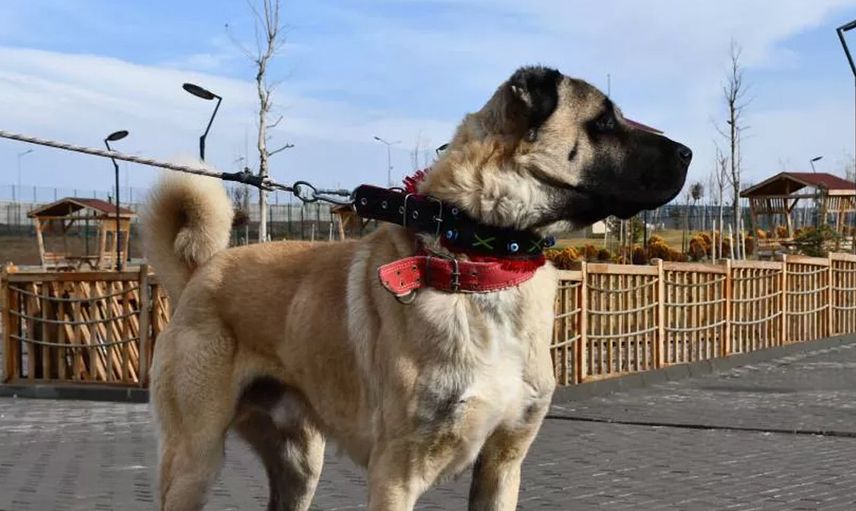 Safkan Sivas Kangalı’nın Bakımı da Sivaslılar Tarafından Yapılıyor