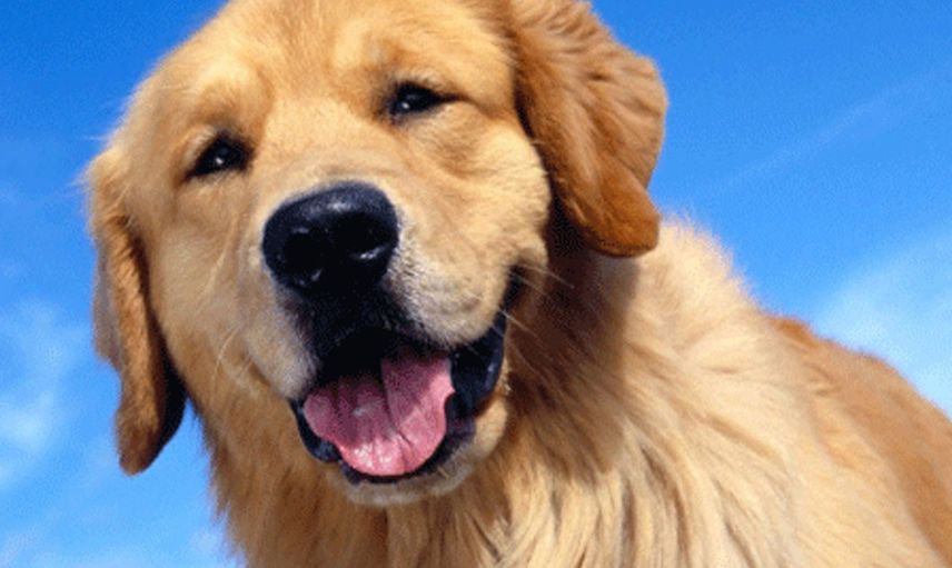 Veteriner köpeğin derisinden yüzlerce canlı kurdu tek hamlede çıkardı!