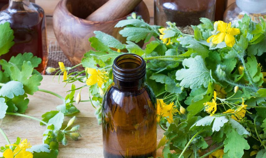 Kırlangıç Otu