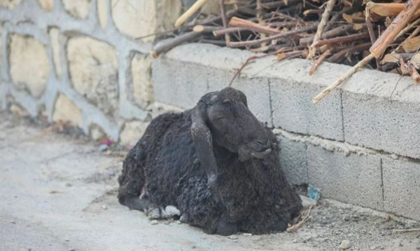 Antalya - Manavgat'ta Çıkan Yangından İç Burkan Görüntüler
