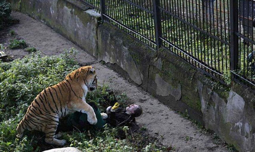 Filmleri aratmayan sahne aslan bakıcısına saldırdı