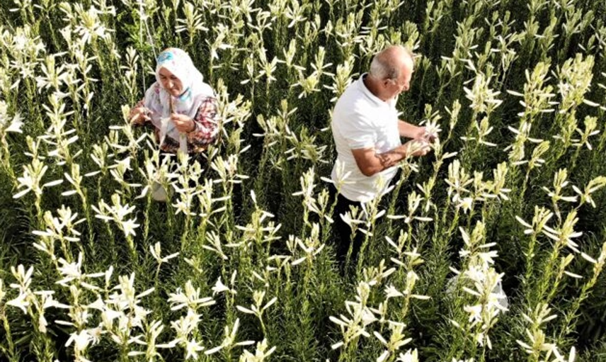 Tokat'ta Zambak Satarak Para Kazanıyor