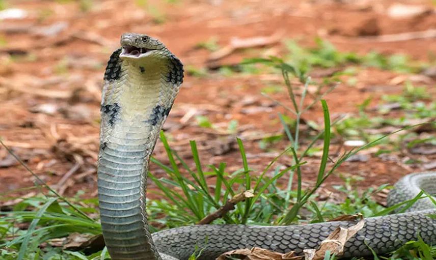 Dünyanın korkulu rüyası geri döndü! 12 dakika içinde 22 insanı öldürüyor