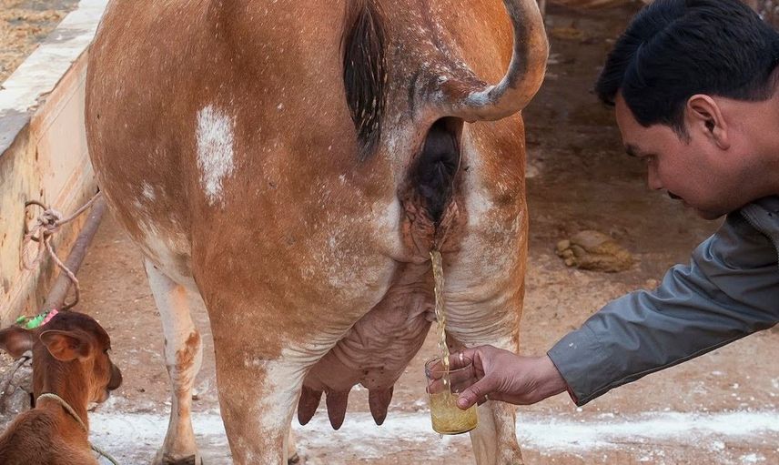 Hindistan'da Halk Kovid-19'a Karşı Tekrar Vücuduna İnek Dışkısı Sürmeye Başladı!