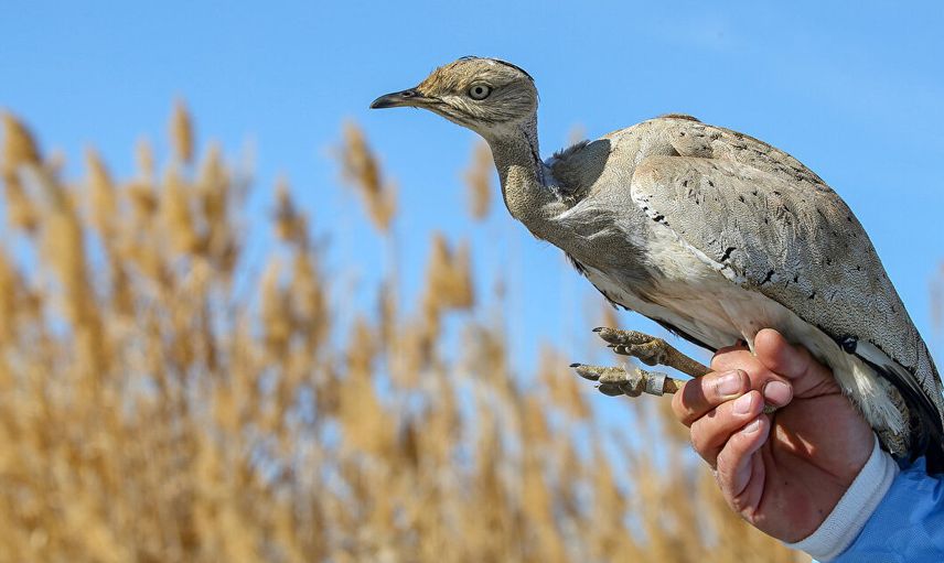 YAKALI TOY
