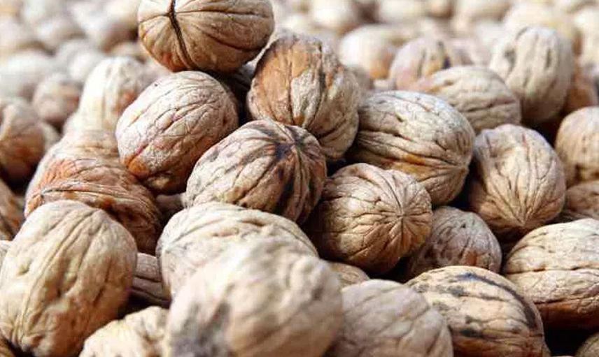 Tokat'ın Cevizi İle Ünlü İlçesi Niksar Cevizde Üretim Rekoru Kırıyor!