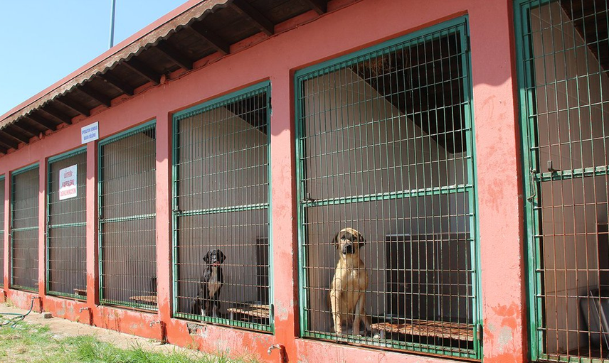 Adana'da Köpeğine Şiddet Uygulayan Kadına Şaşırtan Ceza