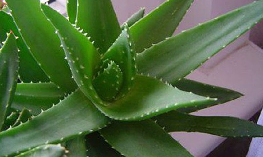 Aloe vera