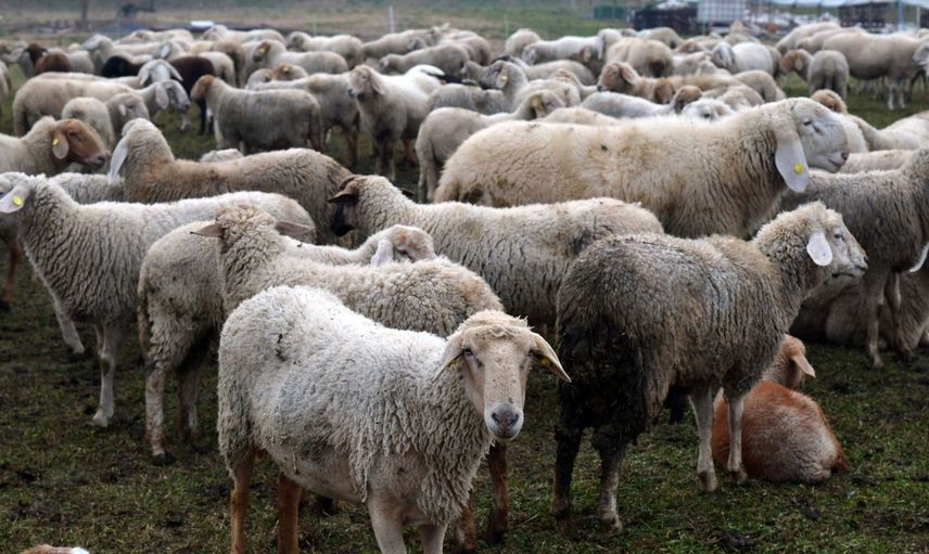 Kaşla göz arasında koyun sürüsü telef oldu çoban olanlara anlam veremedi hayatının şokunu yaşadı