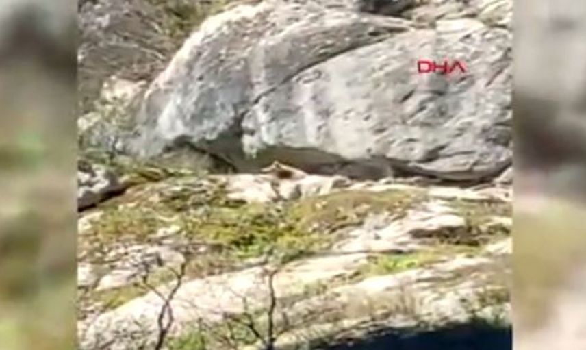 Kış Uykusundan Uyanan Ayıyla Karşılaştılar!