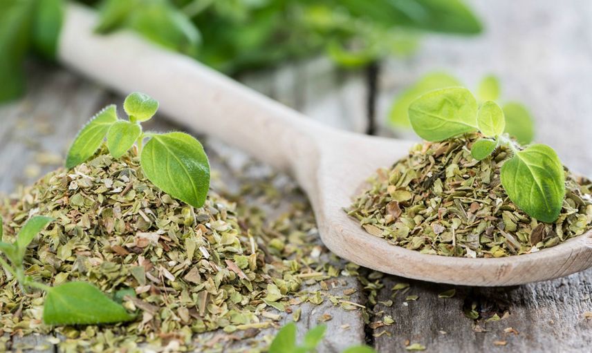 Oregano-Kekik