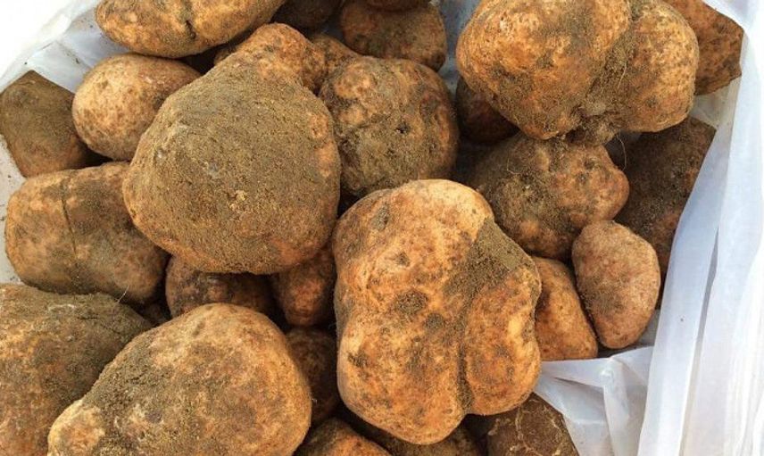 Şanlıurfa’da Keme Mantarını Bulan Köşeyi Dönüyor