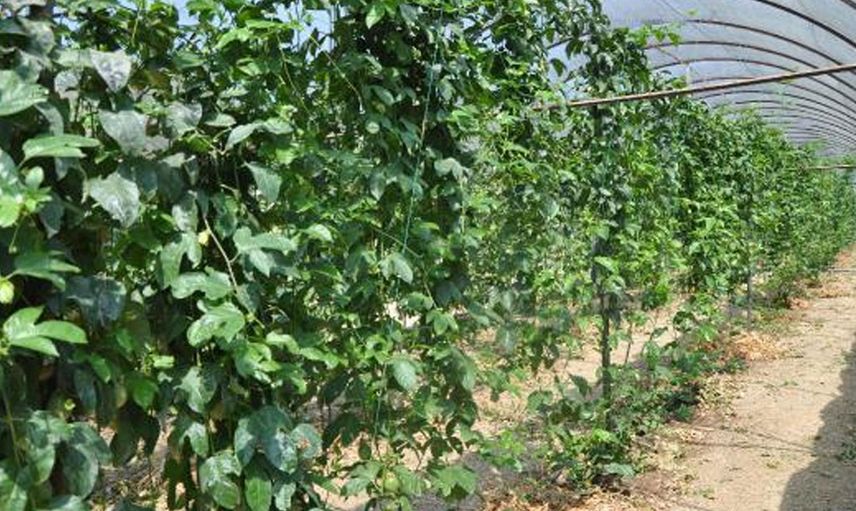 Almanya'dan Türkiye'ye Passiflora Yetiştirmek İçin Döndü, Kilosunu 76 Liradan Satıyor