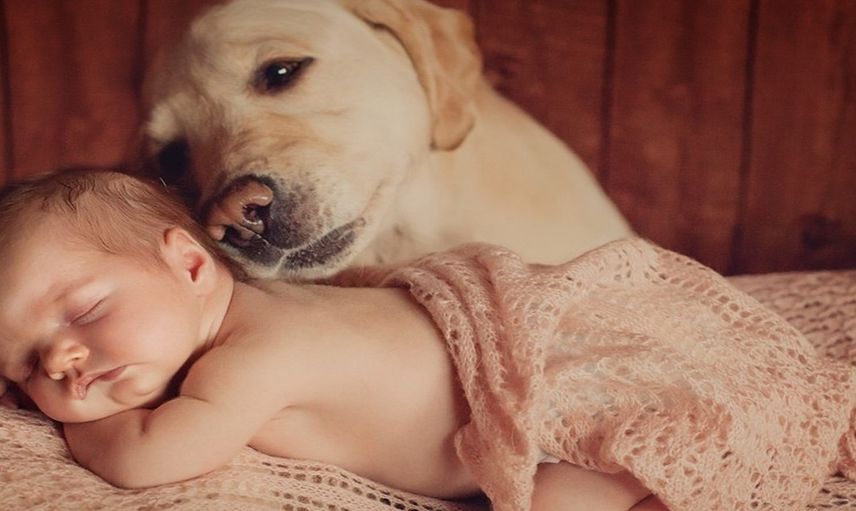 Köpekleri hamile kadının karnına bakıp havlamaya Başladı! Hastaneye gidince gerçeği öğrendiler