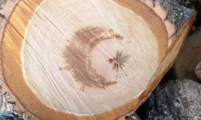 Kesilen Ağacın İçinden Türk Bayrağı Figürü Çıktı