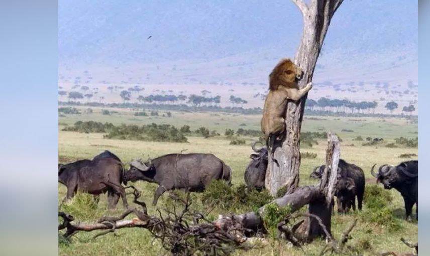 Ormanların kralının zor anları! Aslan öyle durumlarla karşı karşıya kaldı ki geyik haline üzüldü gel beni ye dedi