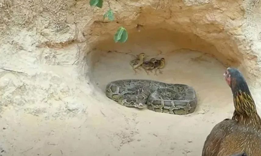 Anne tavuğun pitona karşı yavrularını koruyuşu sosyal medyada gündem oldu