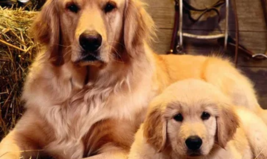 Evde Bakılması Yasak Olan Köpek Türleri Nelerdir?