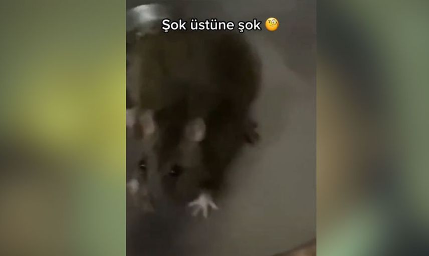 Fare istilası başladı! Önce ekmeğin içinden çıktı şimdi de lavobonun içinden görüntüler dehşet verici