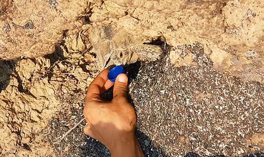Manavgat'taki Orman Yangınında Bir Kaplumbağanın Mucizevi Kurtuluşu