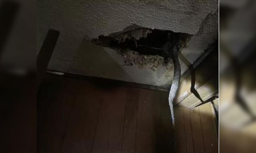 Klozete saklanan piton korku dolu anlar yaşattı
