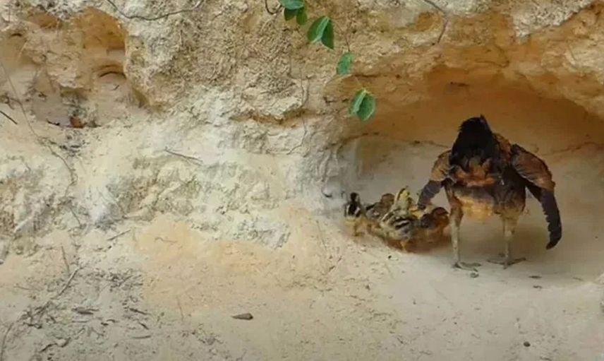 Anne tavuğun pitona karşı yavrularını koruyuşu sosyal medyada gündem oldu
