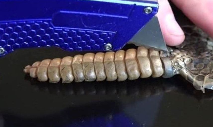 Yılanın kuyruğundan çıkanlar çok şaşırttı!