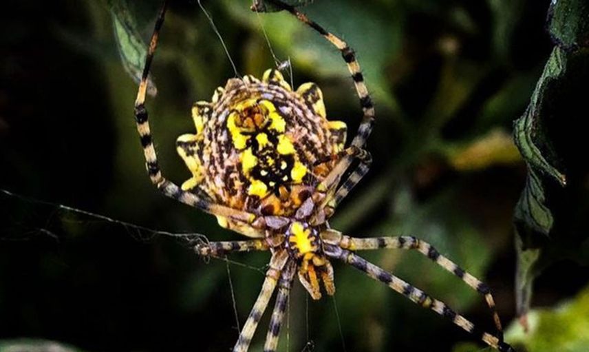 Kendi eşini yiyerek beslenen örümcek Samsun'da ortaya çıktı