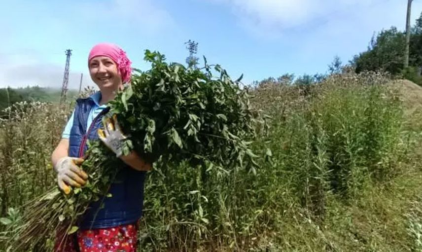 Ordu’da kurdukları tarladan yağ üretiyorlar: Almanlara rakip oldular