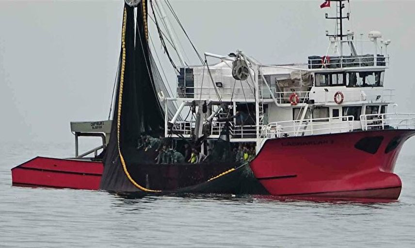 Böyle Bir Av Görülmedi! 40 Balıkçı Teknesi 40 Ton Hamsi Yakaladı