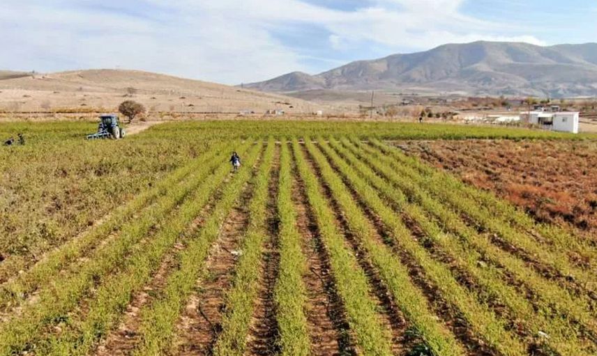 Elazığ’da Yaşayan Çiftçi Tarlasını İhtiyaç Sahiplerine Açtı: 7 Ton Sebzeyi Ücretsiz Dağıttı