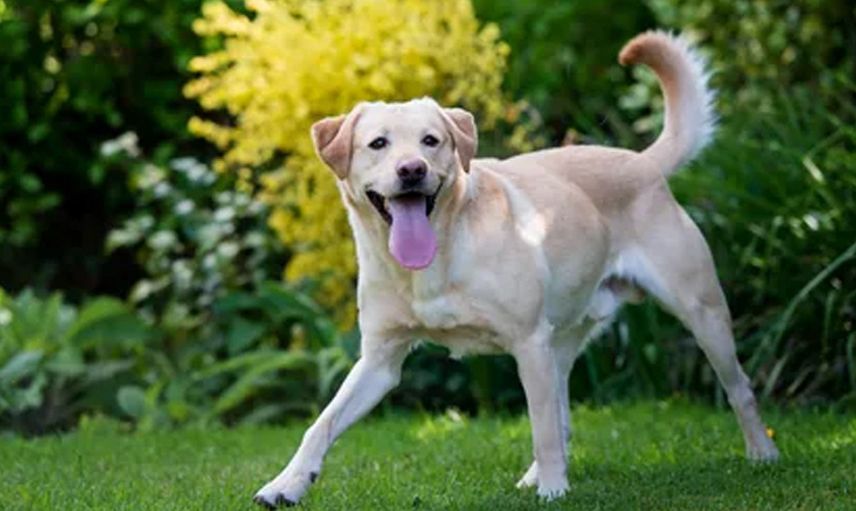 Evde Bakılması Yasak Olan Köpek Türleri Nelerdir?