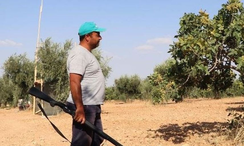 Antep Fıstığı İçin Tüfekle Nöbet Tutuyorlar