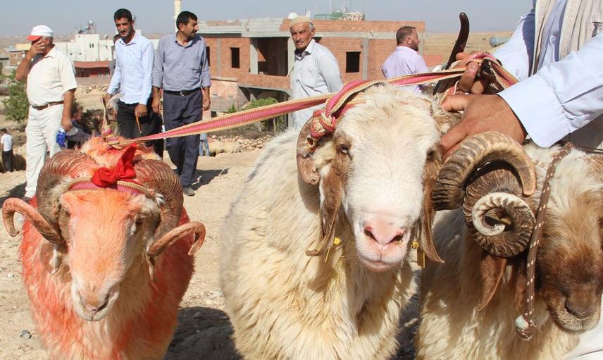 2021 Kurban Fiyatları Ne Kadar Oldu?