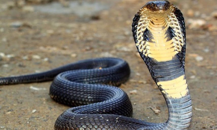 Dünyanın korkulu rüyası geri döndü! 12 dakika içinde 22 insanı öldürüyor