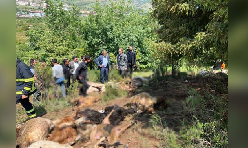 Kaşla göz arasında koyun sürüsü telef oldu çoban olanlara anlam veremedi hayatının şokunu yaşadı