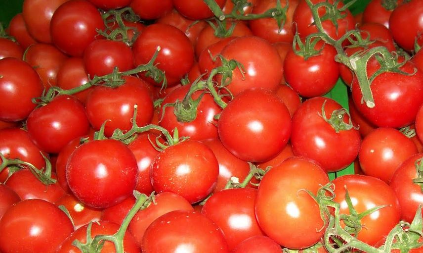 Saksıya domates dilimleri koydu sonuca kendi bile inamadı