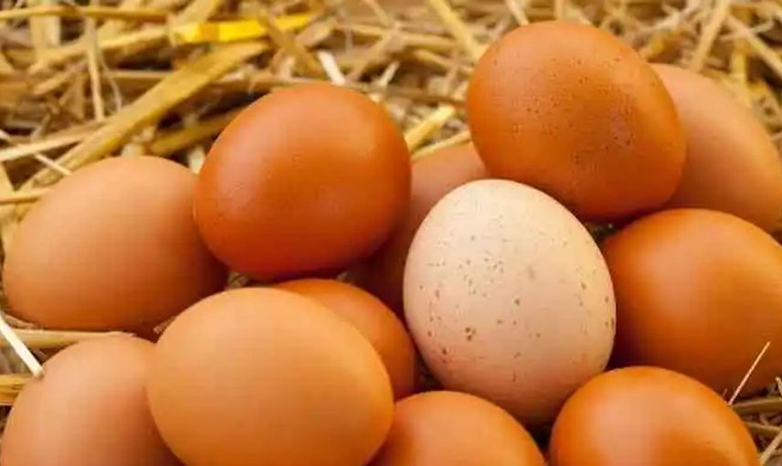 Yumurtanın içindeki ipliğe benzer beyaz şey nedir?