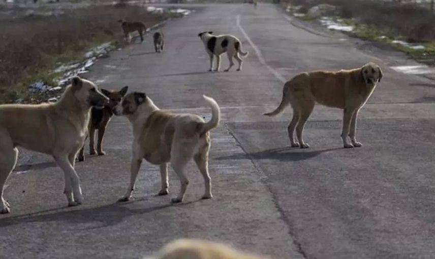 İstanbul’da korkutan olay! Köpeğe yaptıkları ağızları açık bıraktı! Linç edilmekten son anda kurtuldu
