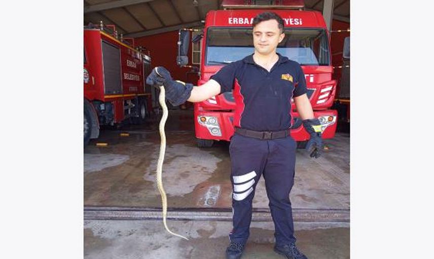 Havalar ısındıkça yılanlar çığrından çıktı sokaklar önü yılan kaynıyor... Tokat'ta korkunç görüntü yetkililer hangisine koşacak