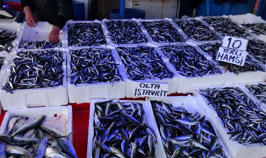 Av Yasağı Sonrası Hamsi İhracatında Rekor Artış Geçekleşti!
