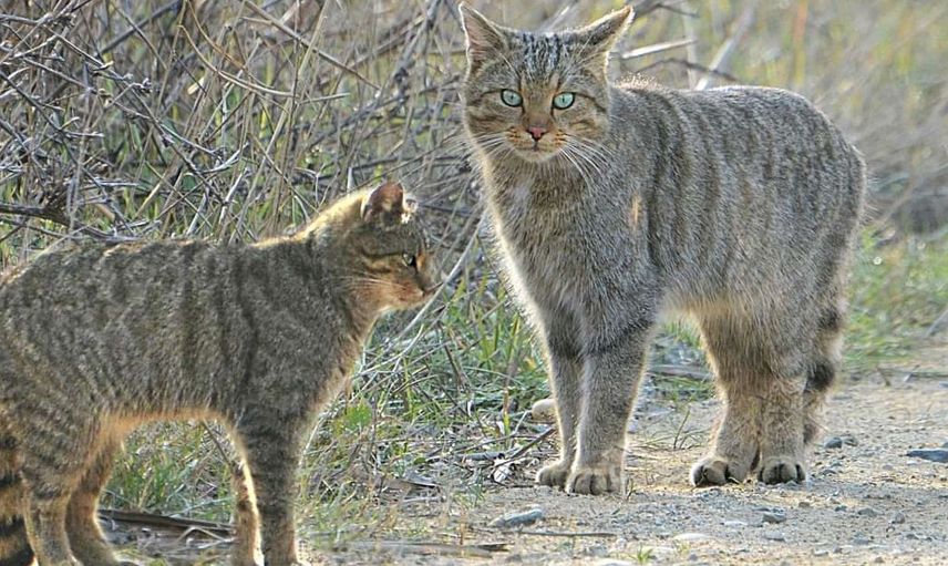 YABAN KEDİSİ