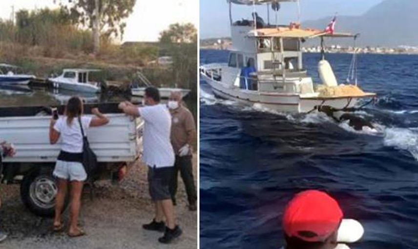 Muğla’da Nesli Tükenme Tehlikesi Olan Ölü Foka Otopsi Yapılacak