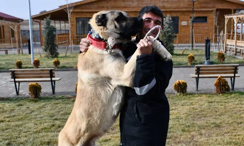 Safkan Sivas Kangalı’nın Bakımı da Sivaslılar Tarafından Yapılıyor
