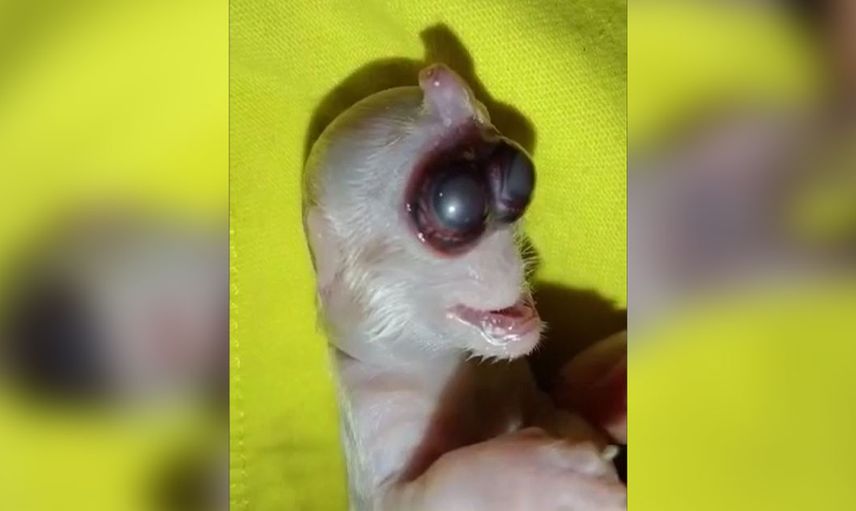 Kehanet söylentileri doğru çıktı! Ortaya çıkan o yaratık herkese korku saldı